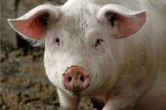 Внимание! Африканская чума свиней